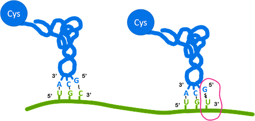 Image showing canonical base pairing of UGC codon paired with ACG anticodon on the left. On the right is wobble pairing of a UGU codon paired with the same ACG anticodon.