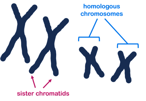 Four replicated chromosomes are each drawn as X-shaped structures. Two chromosomes are large and two are small. Arrows point to the sister chromatids of one large chromosome. Brackets highlight that the two small chromosomes are homologous chromosomes.