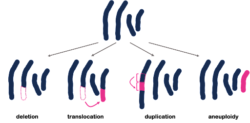 Large-scale chromosomal rearrangements include deletion of part of a chromosome, translocation of part of a chromosome to another, duplication of part of a chromosome, and aneuploidy, which is the gain or loss of an entire chromosome.