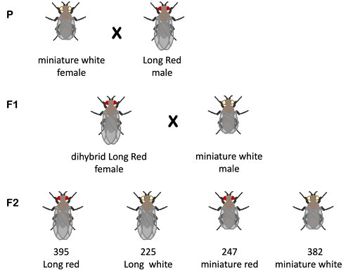 Illustration tracking white vs red eyes and miniature vs long wings through three generations of fruit flies. A test cross of generation F1 gives F2 generation with 395 long, red; 225 long, white; 247 miniature, red; and 382 miniature, white offspring.