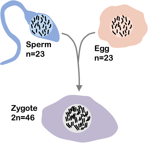 Illustration of the human cells are diploid with 46 pairs of chromosomes (2n=46). Haploid sperm (n=23) and haploid egg (n=23) come together to form a diploid zygote. The zygote divides via mitosis to give rise to the rest of the cells of the mature body.