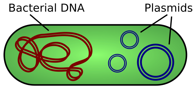 In addition to the bacterial chromosome, bacterial cells may harbor extrachromosomal plasmid DNA. Plasmids are variable in size but typically much smaller than the bacterial genome. A plasmid may be present in multiple copies in the cell. Image source: