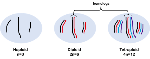 The ploidy of a cell describes the number of copies of the genome. A haploid cell has only a single copy of each chromosome. A diploid cell has two copies of each chromosome. A tetraploid cell has four copies of each chromosome. The copies of a chromosome are called homologs. They are very similar in structure and sequence, but not identical.