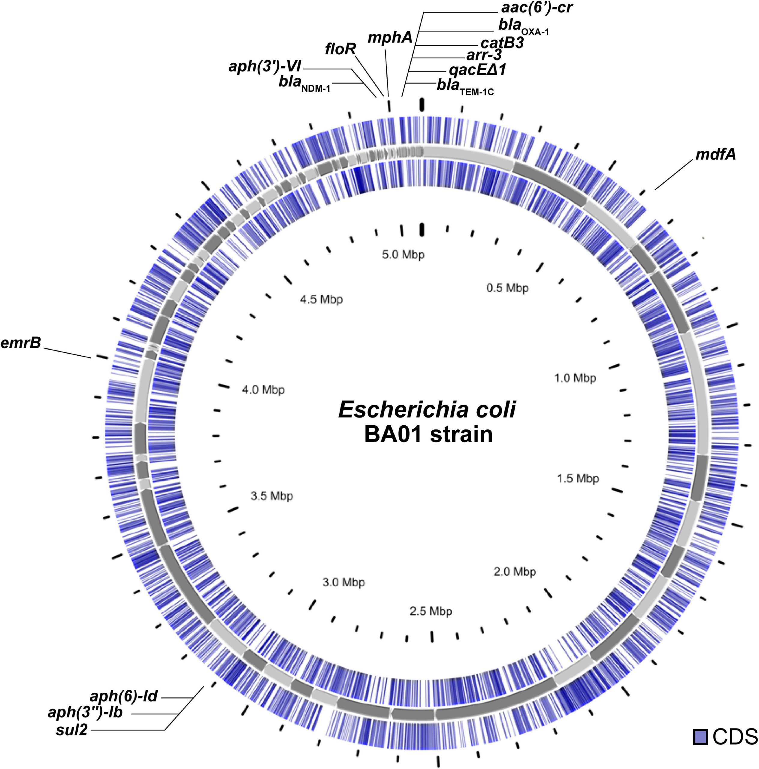 Example bacterial genome.Bacterial chromosomes are circular. In this example genome, the location of genes are shown in blue. Gene coding sequences (CDS) may be found on either strand of the double helix. The two concentric circles represent the coding sequence that is found on each strand of the helix.