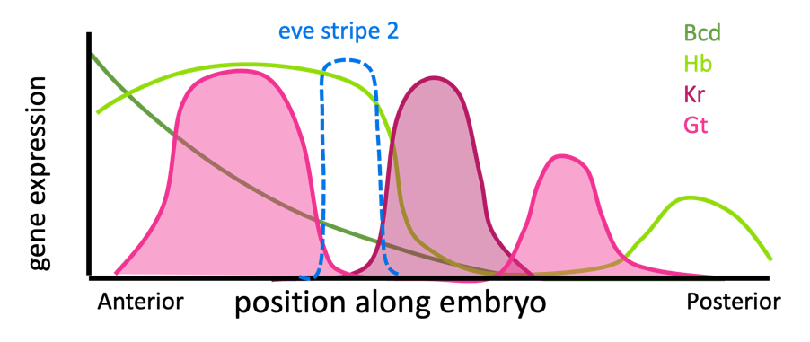 Graph showing expression of Bcd, Hb, Kr, Gt, and eve stripe 2 along the length of the Drosophila embryo.