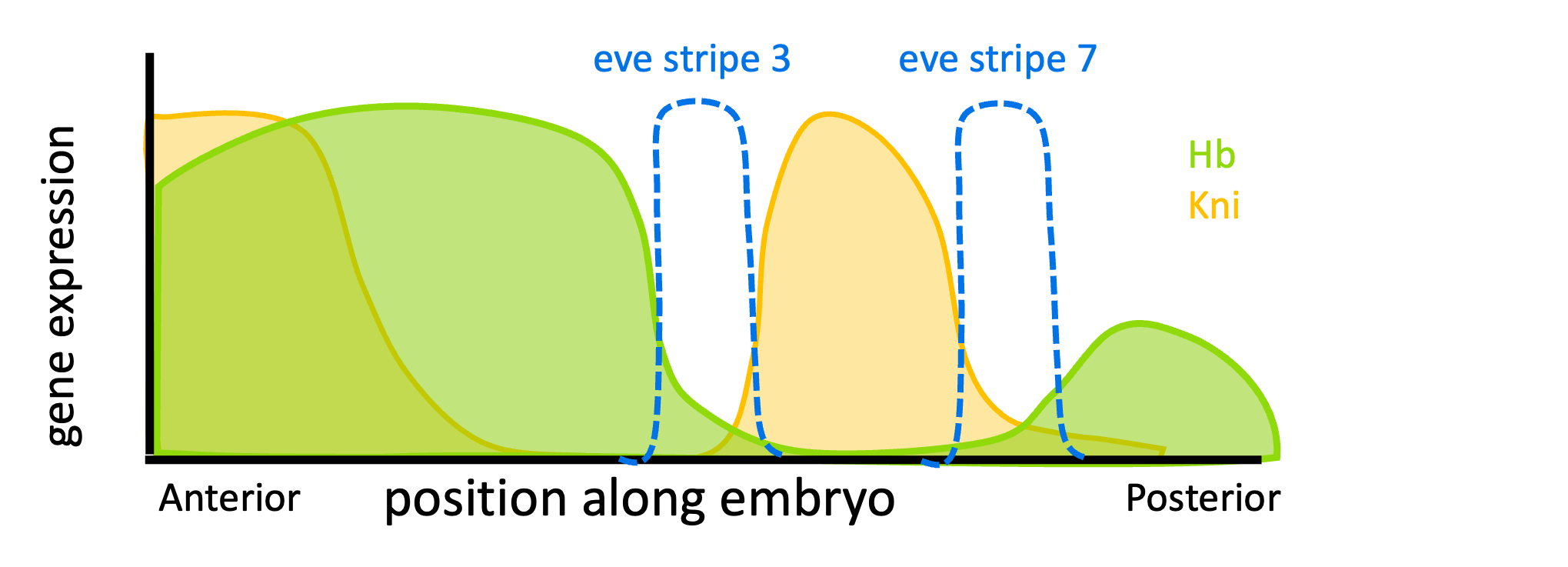 Graph showing expression of Hb, Kni, and eve stripes 3 and 7 along the length of the Drosophila embryo.