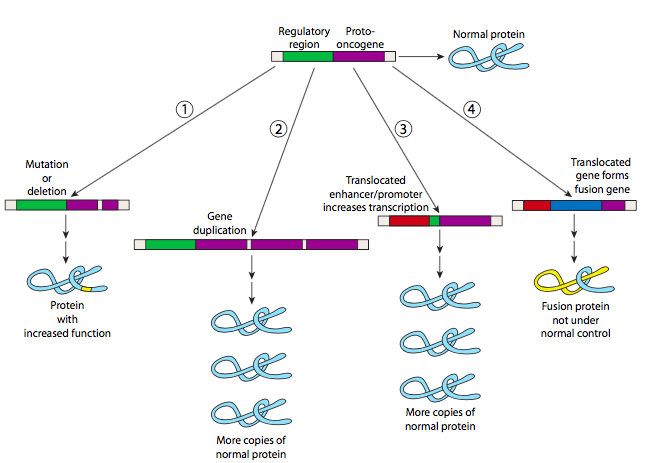 Gain of function mutations can result from point mutations, gene duplication, translated enhancers or promoters, and translocated genes to form a fusion gene.