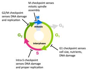 The cell cycle is negatively regulated by checkpoint proteins that monitor conditions inside and outside the cell to be sure it is appropriate for the cell to divide. Four checkpoints are shown in Figure 13. The G1 checkpoint blocks cell cycle progression from G1 to S, monitoring for adequate cell size and nutrients as well as DNA damage. The G1 checkpoint proteins will block the transition to S phase until conditions are appropriate and any DNA damage is repaired. The intra-S checkpoint ensures that replication is completed appropriately, since incompletely replicated DNA cannot be properly divided among daughter cells. These checkpoint proteins block cell cycle progression until replication is complete. They also monitor for DNA damage. The G2/M checkpoint monitors for DNA damage and ensures replication is complete before the transition to M phase. And the M checkpoint monitors for spindle assembly, blocking progression if chromosomes are not properly attached to the spindle.