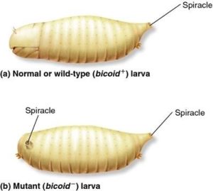 Bicoid mutant embryo compared to wild type