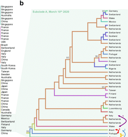 Cladogram of SARS-CoV-2 samples from March 2020.