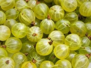 A pile of green gooseberries