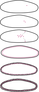 Drawing of the formation of a syncytium during early embryonic development