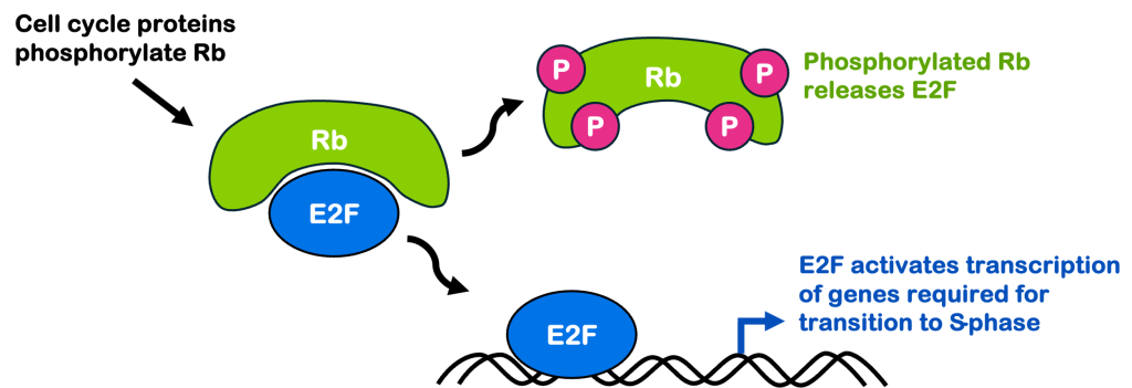 Rb inactivates the E2F transcription factor. Cell cycle signaling proteins phosphorylate Rb, causing in to release E2F, which then activates the transcription of genes required for the transition to S phase