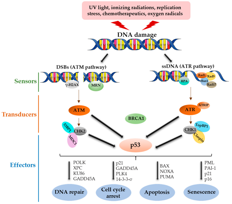 In response to DNA damage, the p53 tumor suppressors can activate DNA repair, arrest the cell cycle, and initiate apoptosis or senescence.