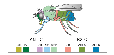 Drawing of a fly color coded to match the locations where Hox genes are expressed