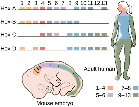 Drawing of a person and a mouse embryo, color coded to match the locations where Hox genes are expressed. There are four clusters of Hot genes in mammals.