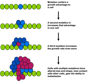 As mutations accumulate, a tumor will be genetically heterogeneous, with individual cells harboring different mutations.