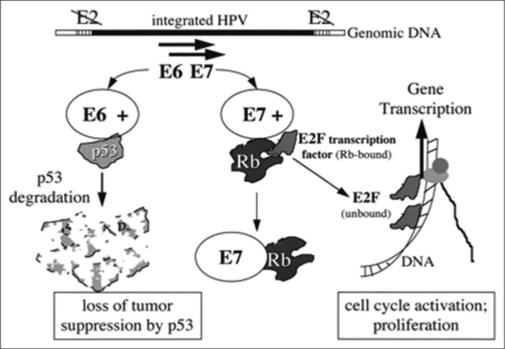 The HPV E6 and E7 oncogenes degrade p53 and Rb.