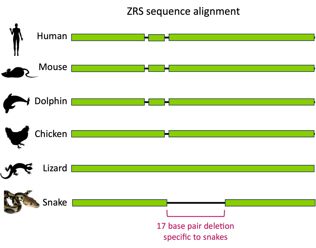 A cartoon comparison of the ZRS from human, mouse, dolphin, chicken, lizard, and snake. The snake ZRS is missing a 17 base pair segment compared to the other organisms.