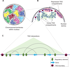 A drawing showing topologically associated domains in the nucleus of a cell