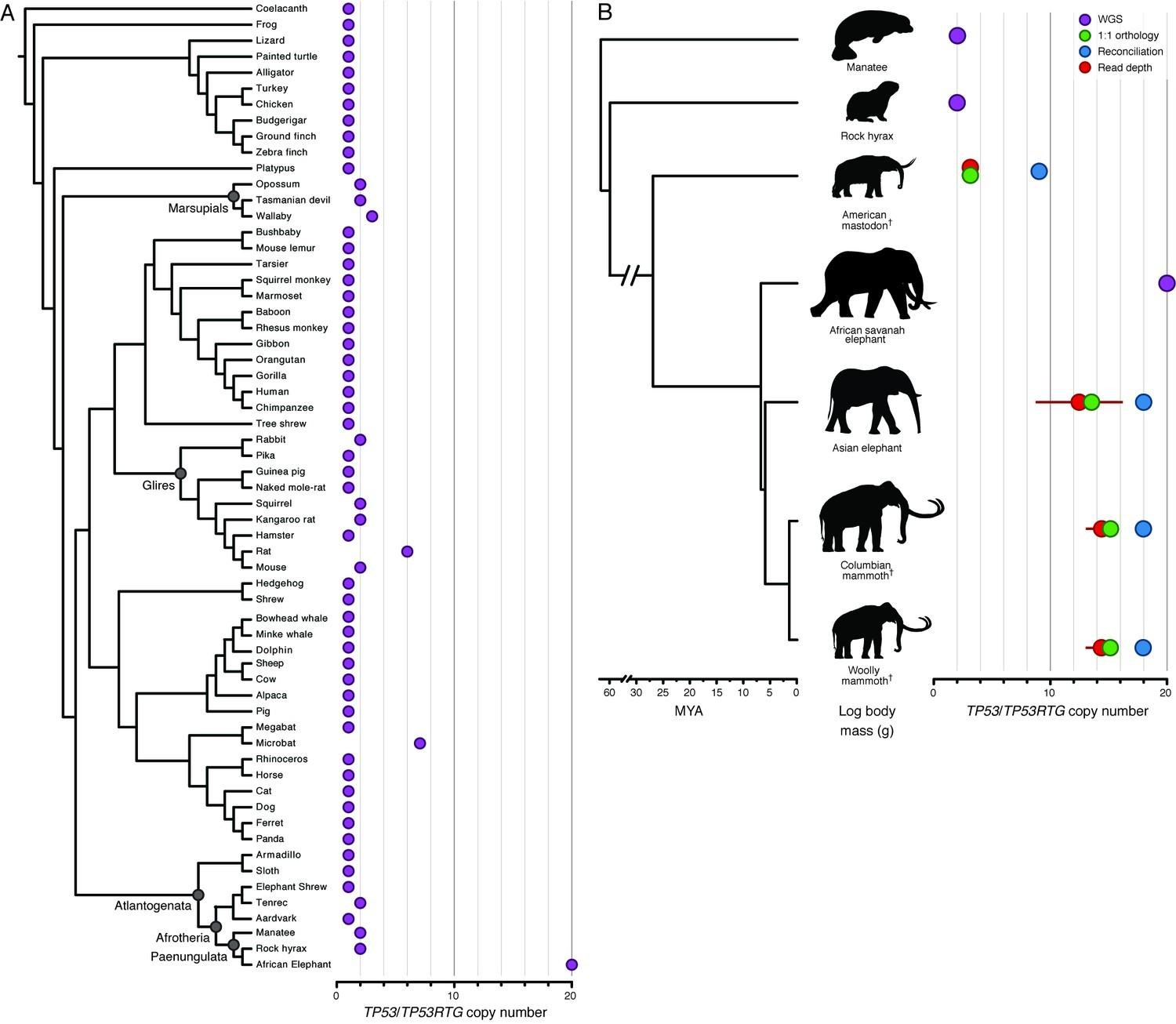 Evolutionary tree showing the relationship between proboscideans, living and extinct, with the number of copies of p53 and related proteins indicated.