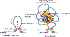 Diagram showing how boundary elements, CTCF, and cohesin function to isolate regulatory loops of DNA.