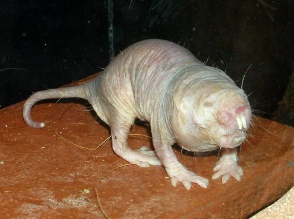 Photo of a naked mole rat