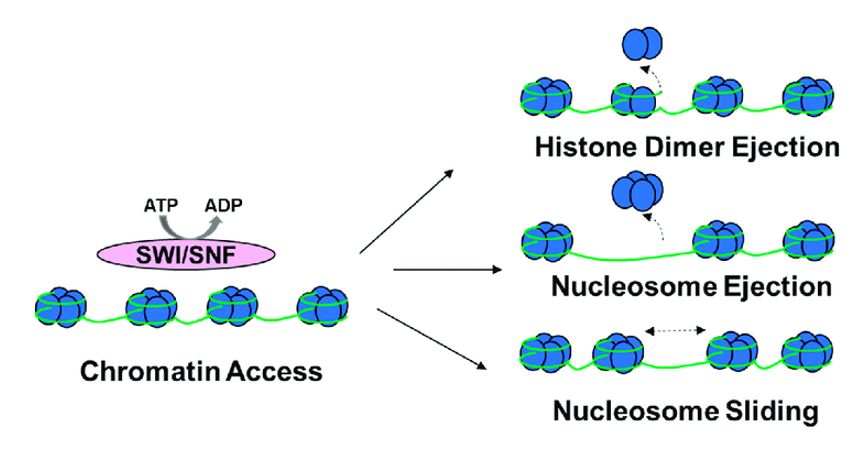 Diagram of three mechanisms of chromatin remodeling: histone dimer ejection, nucleosome ejection, and nucleosome sliding.