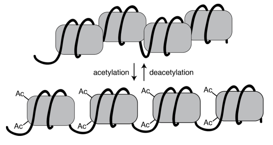 Cartoon showing that acetylation of histones loosens chromatin packing