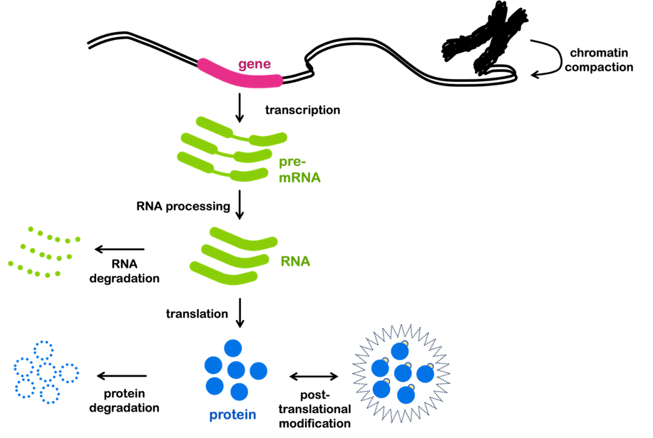 Regulation of gene expression occurs at many levels. Chromatin compaction (Is the gene accessible); Transcription: (How frequently is the gene transcribed); RNA processing (Is the RNA alternatively spliced); Translation (How frequently is the RNA translated); Post-translational modification (Is the protein active); RNA and protein stability (How long to the RNA and protein persist before being degraded by the cell)