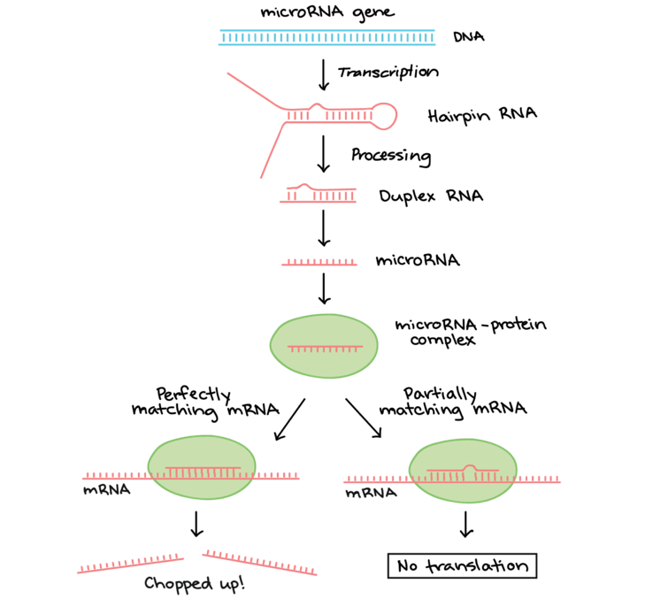 Diagram of where miRNAs come from and and how they regulate targets. First a microRNA precursor is transcribed from a microRNA gene. The precursor folds into a hair pin, which is then processed by enzymes so it is a short Duplex double stranded RNA that’s imperfectly complementary. One strand of this duplex is the miRNA, which associates with a protein to form a microRNA-protein complex. The miRNA directs the protein complex to mRNAs that are partially or fully complementary to the miRNA. When the miRNA is perfectly complementary to the mRNA, the mRNA is often cut in two by an enzyme in the protein complex. When the miRNA is not perfectly complementary to the mRNA, the miRNA complex may remain bound to the mRNA and block translation.