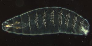 A Drosophila embryo