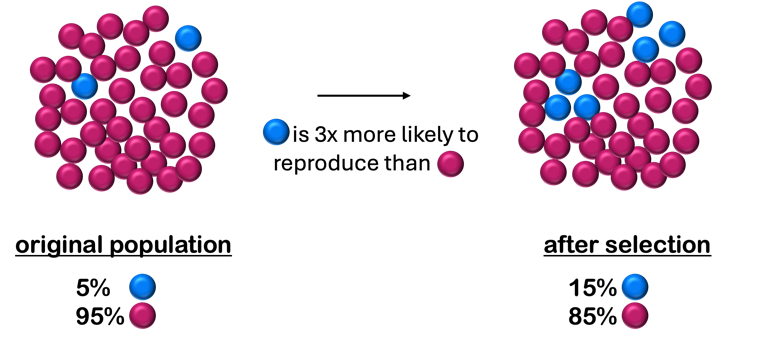 Graphic showing the increase in a population of a advantageous variant, present in 5% of the orginal population to 15% after selection, in an example where the advantageous variant is 3x more than likely to reproduce than the non-advantageous variant.