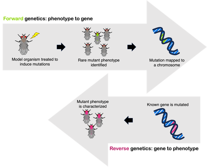 Comparison of forward and reverse genetic screens