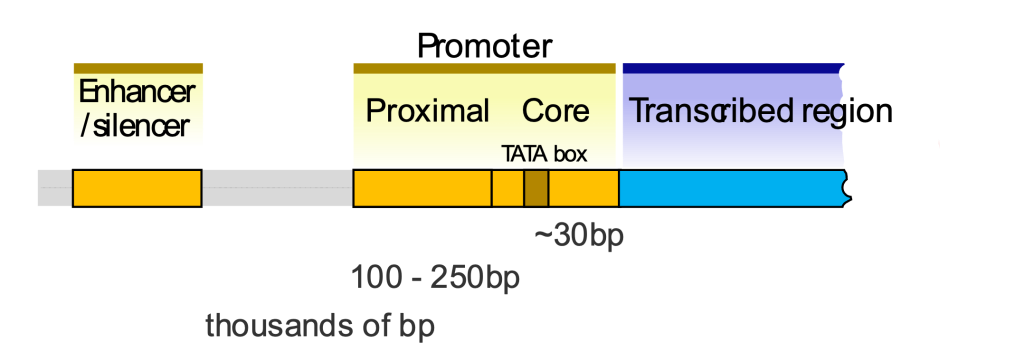 A eukaryotic promoter includes a core promoter region with TATA box about 30 base pairs from the start site of transcription and a proximal promoter region about 100-250 base pairs upstream. Eukaryotic genes may also be regulated by enhancers that can be thousands of base pairs away.