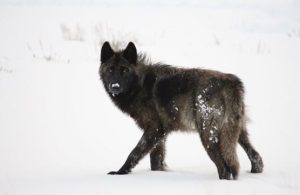 Black wolf standing in Snow, Yellowstone Nationl Park, USA