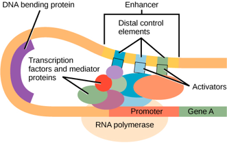 Diagram of DNA looping around the promoter of a eukaryotic gene, with transcription factors and mediator bridging the looped DNA. Two different genes are drawn. Each has different distal control elements as part of an enhancer.