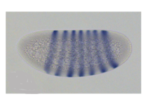 A Drosophila embryo stained to show eve expression in seven stripes.