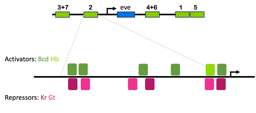 Diagram of the eve stripe 2 enhancers, with binding sites for regulatory factories Bcd, Hb, Kr, and Gt. Binding sites for activators and repressors overlap.