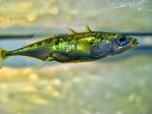 Deep water stickle back fish images of the different ventral sides.