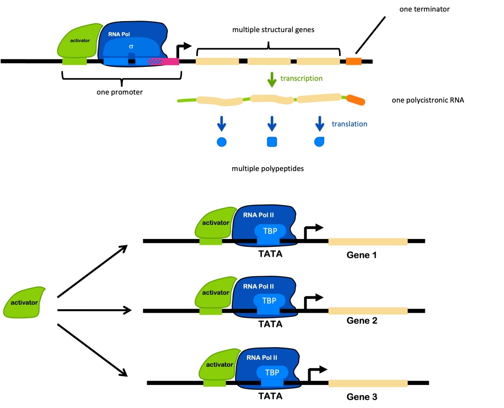 Top: Diagram of an operon with one promoter, three protein-coding sequences, and one terminator. One activator can therefore regulate production of all three proteins. Bottom: Diagram showing three genes with the same activator binding sequence in the regulatory promoter. The same activator then regulates all three genes.