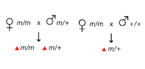 Female m/m x male m/+ gives all mutant offspring AND Female m/m x male +/+ gives all mutant offspring