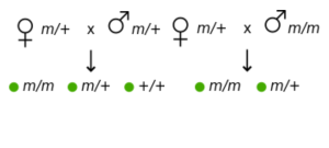 Female m/+ x male m/+ gives all wild type offspring AND Female m/+ x male m/m gives all wild type offspring