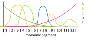 Diagram showing color-coded expression pattern of 5 transcription factors, A, B, C, D, E in an embryonic segment.