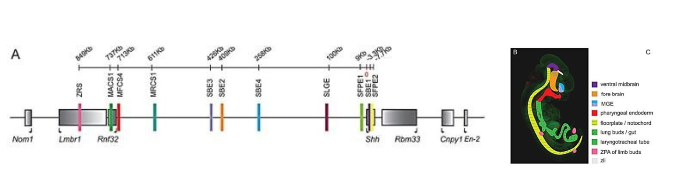 Diagram of the genomic region around Shh in the mouse and a diagram of a mouse embryo color-coded to show where enhancers are active