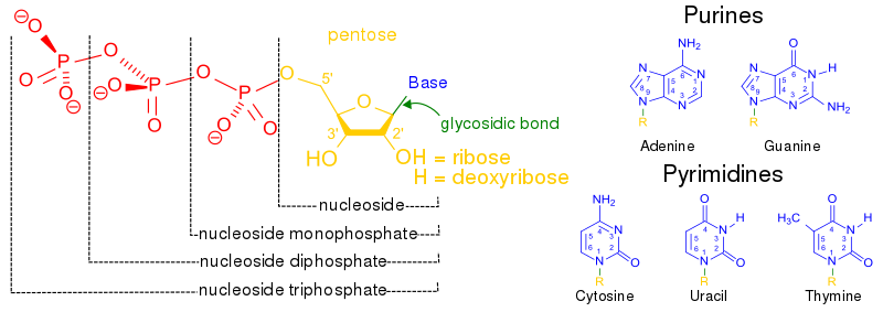 Nucleotide vs nucleoside structure