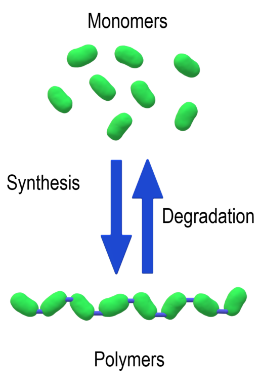 diagram of Monomers, Synthesis, Degradation, Polymers