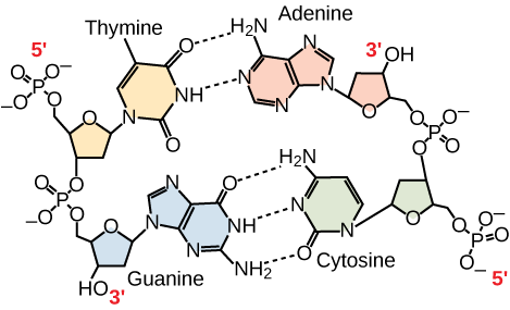 illustration of an antiparallef strands: thymine, Adenine, Guanine Cytosine.