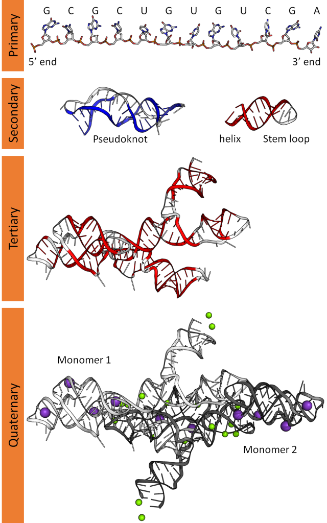 Molecular structures showing four levels of RNA structure. Primary structure refers to the sequence of nucleotides. Secondary structures are recognizable features like a stem loop or pseudoknot created by the folding of the single-stranded RNA. The three dimensional structure of an RNA molecule is called the tertiary structure. It can include elements of secondary structure.Some functional RNA complexes are made up of multiple RNA molecules. In those cases, the RNA complex has quaternary structure.