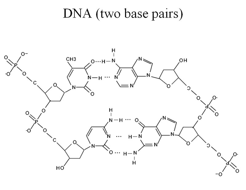 Illustration of DNA structure, with two base pairs shown.
